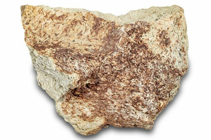 Dinosaur (Triceratops) Skull Section - Montana #264980